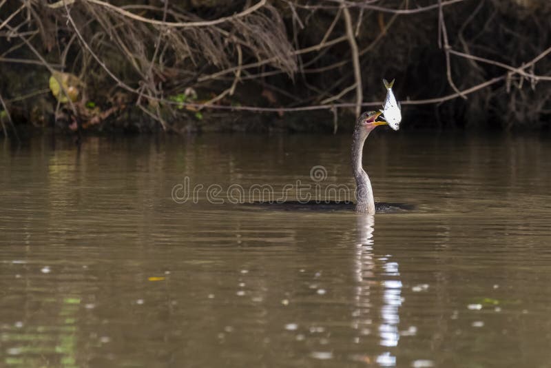 Snakebird - Anhingaanhinga - Costa Rica arkivfoton Snakebird - Anhingaanhinga - Costa Rica arkivfoton
