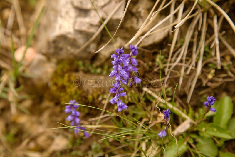 Snakeroots flower in the Small Fatra mountains, Slovakia