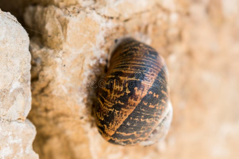 Snale σε έναν τοίχο βράχου στοκ φωτογραφίες με δικαίωμα ελεύθερης χρήσης Snale σε έναν τοίχο βράχου στοκ φωτογραφίες με δικαίωμα ελεύθερης χρήσης