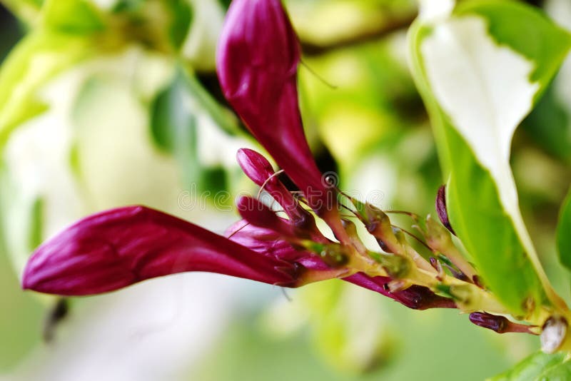 Snap of Flower bud stock image. Image of produce, nature 256280613