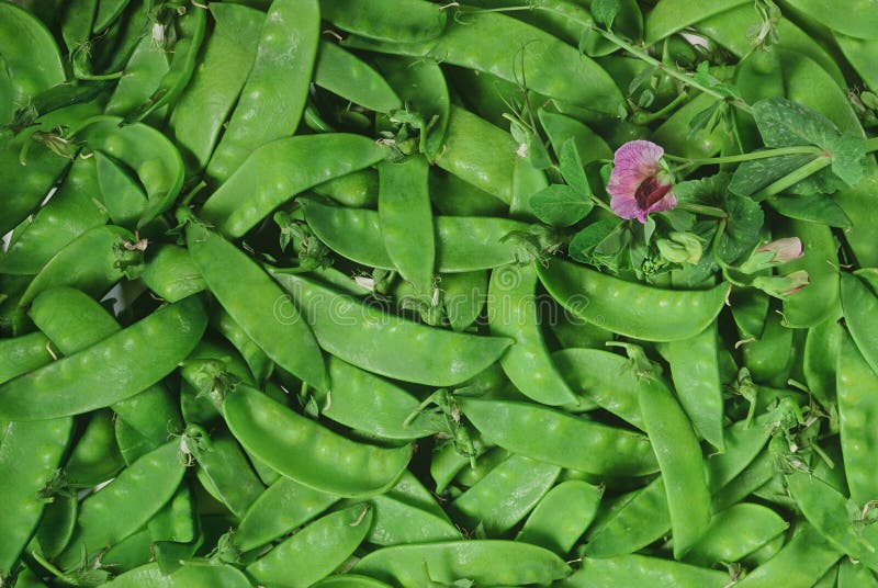 Snap peas