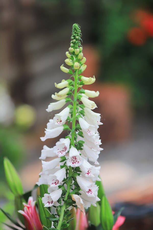 Snapdragon花金鱼草属花在庭院里库存照片 图片包括有五颜六色 蓝色 红色 颜色 庭院 Snapdragon花金鱼草属花在庭院里库存照片 图片包括有五颜六色 蓝色 红色 颜色 庭院