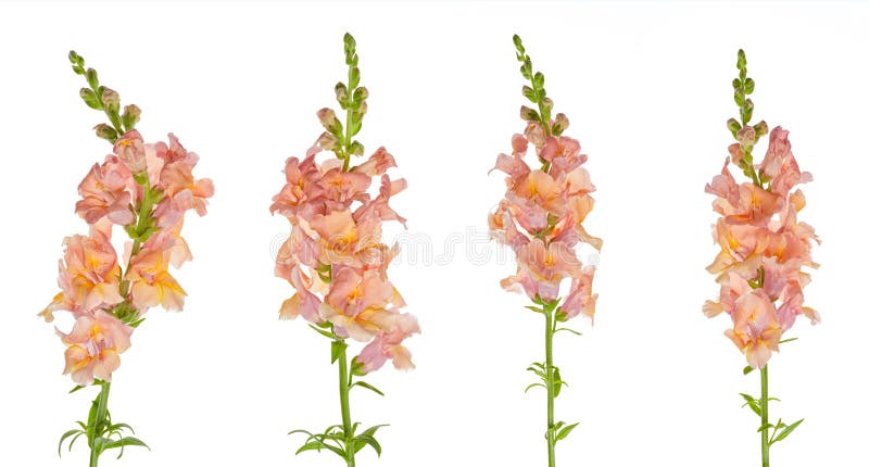 Snapdragon flowers isolated on white - studio shot.