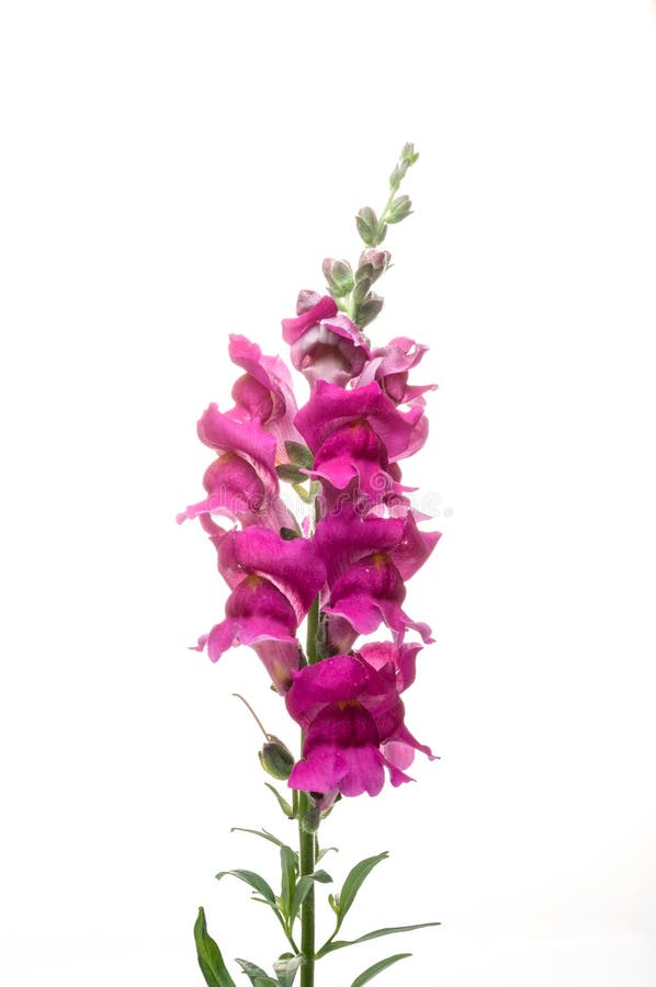 Snapdragon, Scrophulariaceae colorful flowers in studio. Snapdragon, Scrophulariaceae colorful flowers in studio