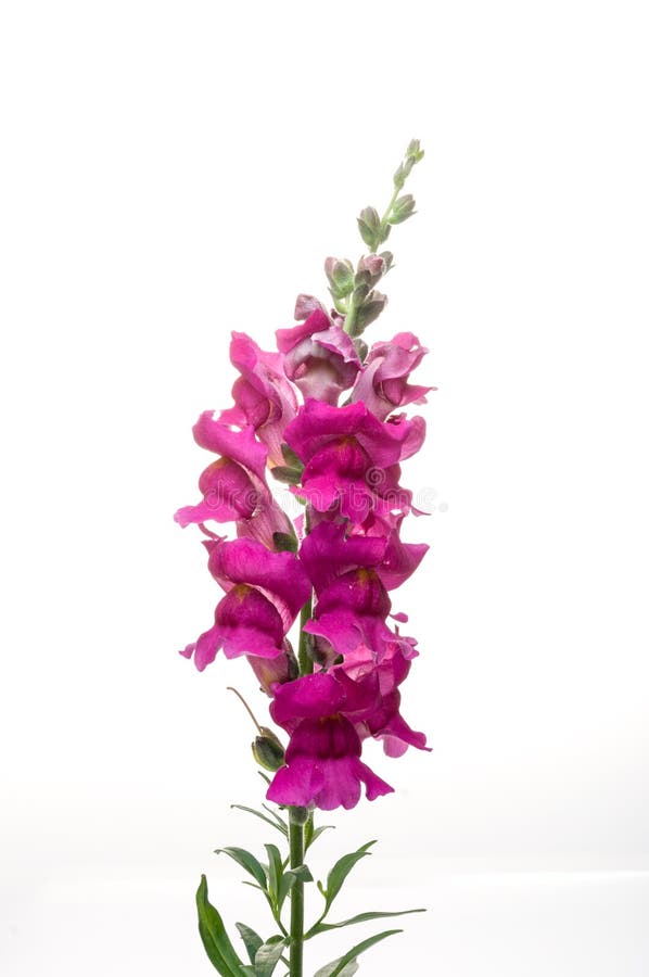 Snapdragon, Scrophulariaceae colorful flowers in studio. Snapdragon, Scrophulariaceae colorful flowers in studio