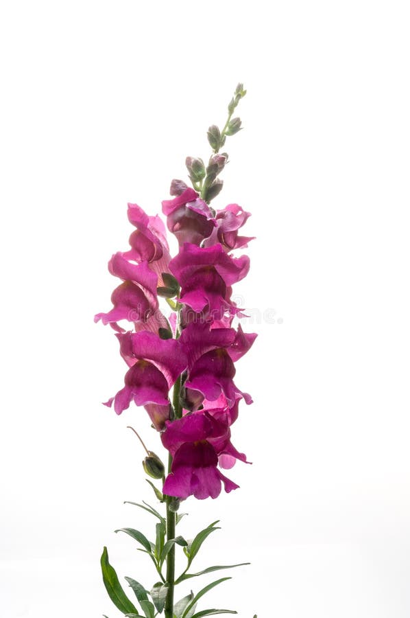 Snapdragon, Scrophulariaceae colorful flowers in studio. Snapdragon, Scrophulariaceae colorful flowers in studio