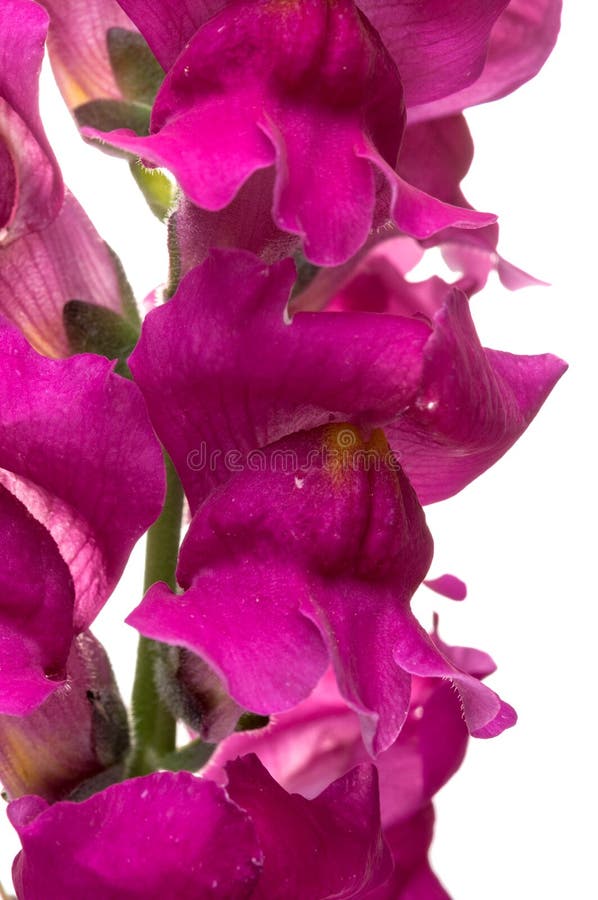 Snapdragon, Scrophulariaceae colorful flowers in studio. Snapdragon, Scrophulariaceae colorful flowers in studio