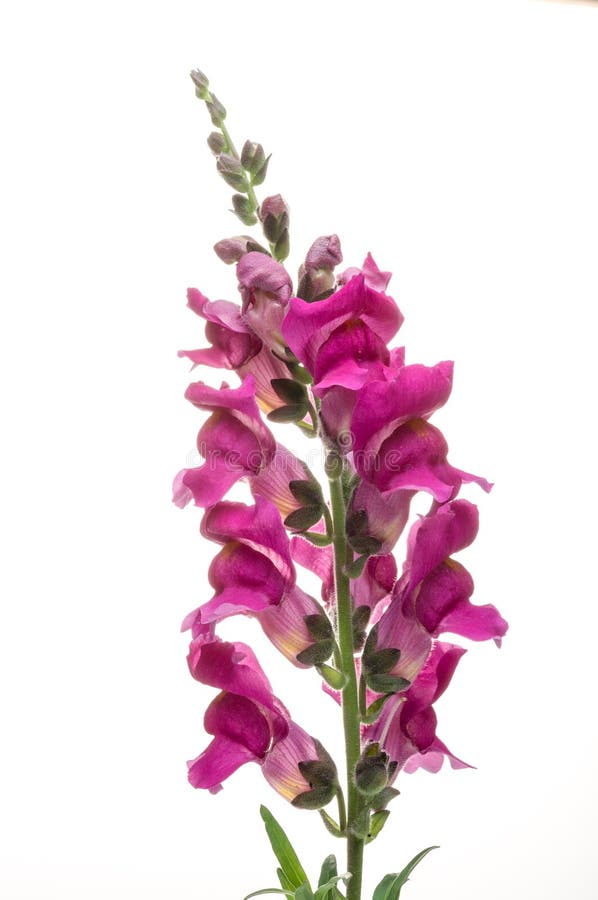 Snapdragon, Scrophulariaceae colorful flowers in studio. Snapdragon, Scrophulariaceae colorful flowers in studio
