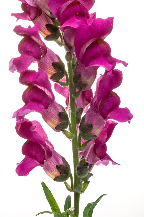 Snapdragon, Scrophulariaceae colorful flowers in studio. Snapdragon, Scrophulariaceae colorful flowers in studio