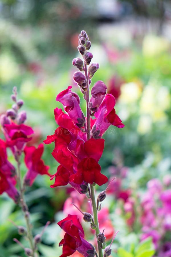 Snapdragon,scrophulariaceae,red flower beautiful in garden