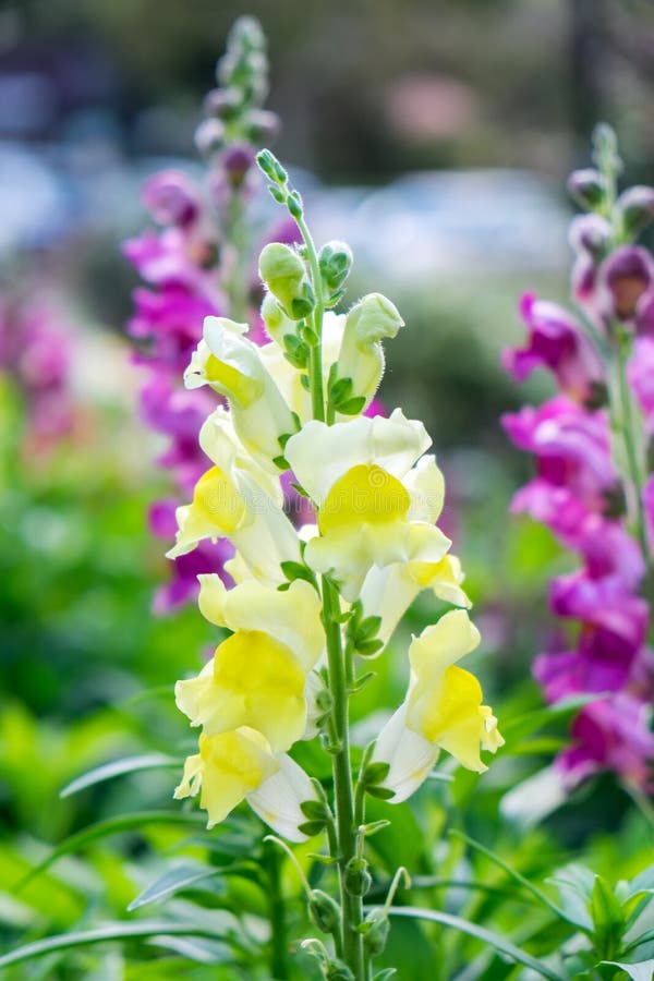 Snapdragon,scrophulariaceae,yellow flower beautiful in garden