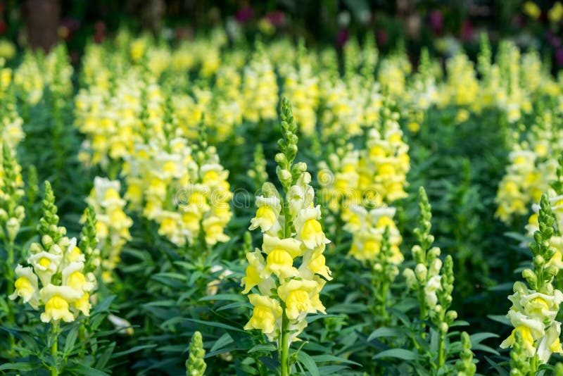 Snapdragon,Scrophulariaceae,yellow flower beautiful in garden