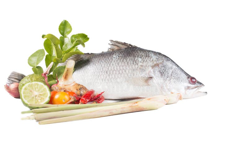snapper foto de stock snapper foto de stock