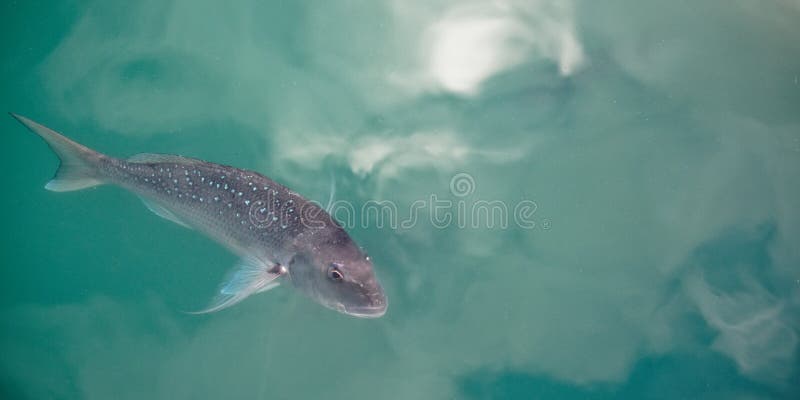 Snapper nel porto del golfo, Auckland, Nuova Zelanda immagine stock libera da diritti Snapper nel porto del golfo, Auckland, Nuova Zelanda immagine stock libera da diritti