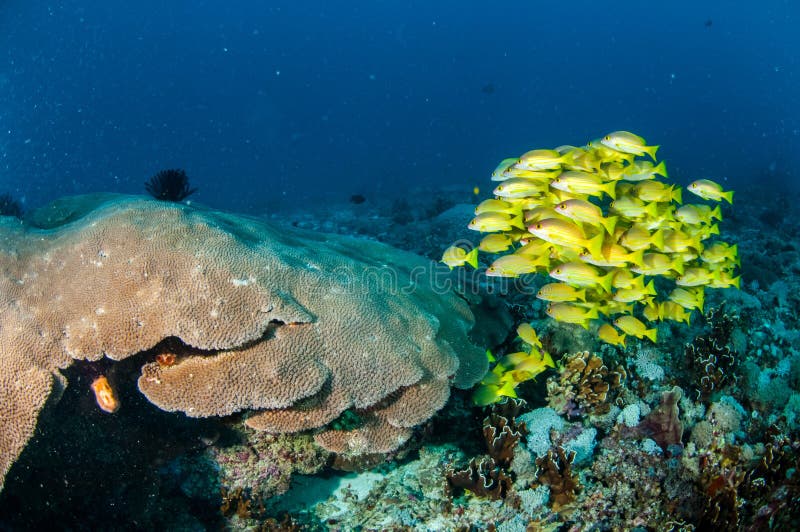 Snapper εκπαίδευσης bluestripe kasmira Lutjanus, μεγάλο κοράλλι αστεριών σε Gili, Lombok, Nusa Tenggara Barat, υποβρύχια φωτογραφ στοκ εικόνα με δικαίωμα ελεύθερης χρήσης