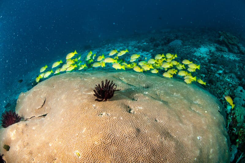 Snapper εκπαίδευσης bluestripe kasmira Lutjanus, μεγάλο κοράλλι αστεριών σε Gili, Lombok, Nusa Tenggara Barat, υποβρύχια φωτογραφ στοκ φωτογραφίες με δικαίωμα ελεύθερης χρήσης
