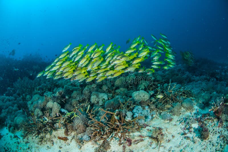 Snapper εκπαίδευσης bluestripe kasmira Lutjanus σε Gili, Lombok, Nusa Tenggara Barat, υποβρύχια φωτογραφία της Ινδονησίας στοκ φωτογραφίες με δικαίωμα ελεύθερης χρήσης