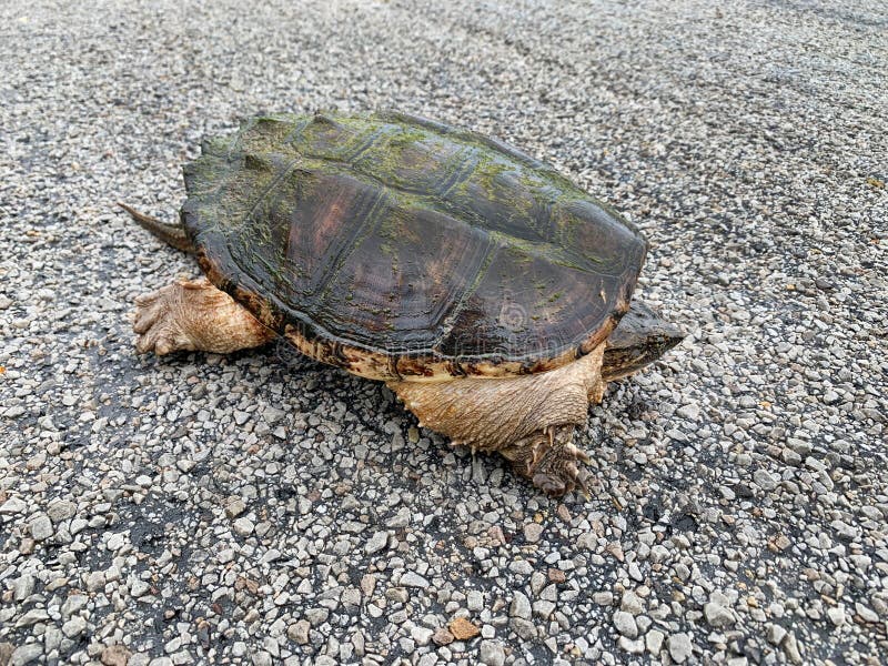 Snapping Turtle, Chelydra Serpentina Side View of Legs, Shell and Face