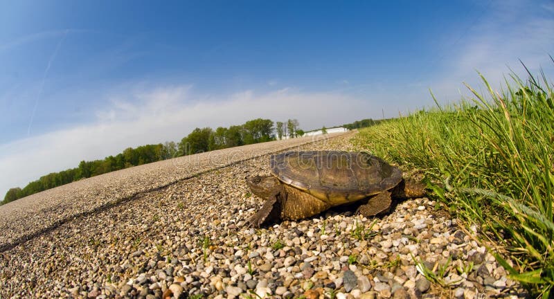 Snapping turtle crossing road