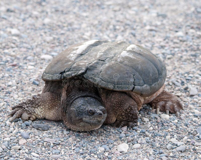Turtle Snapping Turtle Photo. Snapping Turtle Close-up Profile View
