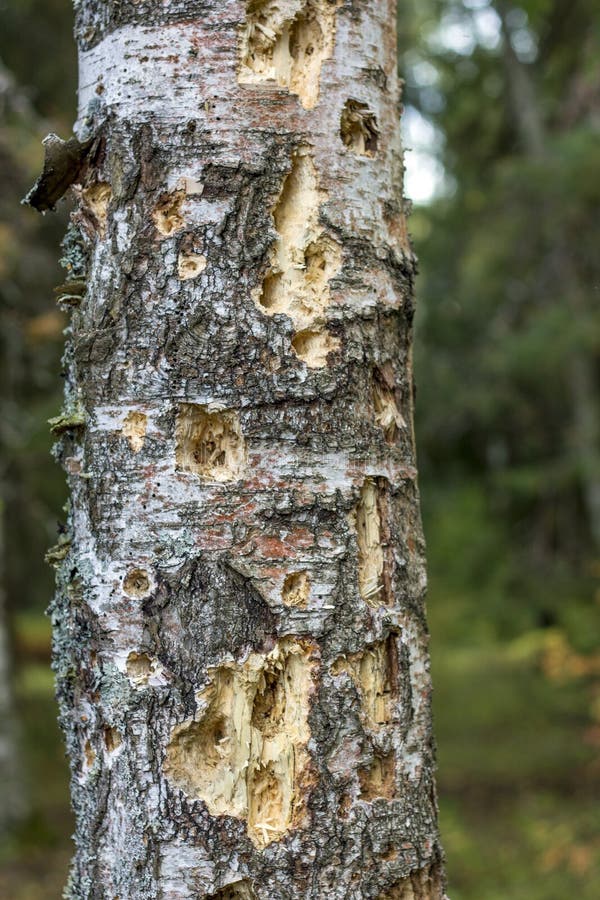 Snapshot Of Birch Tree With Woodpecker Holes Stock Photo - Image of
