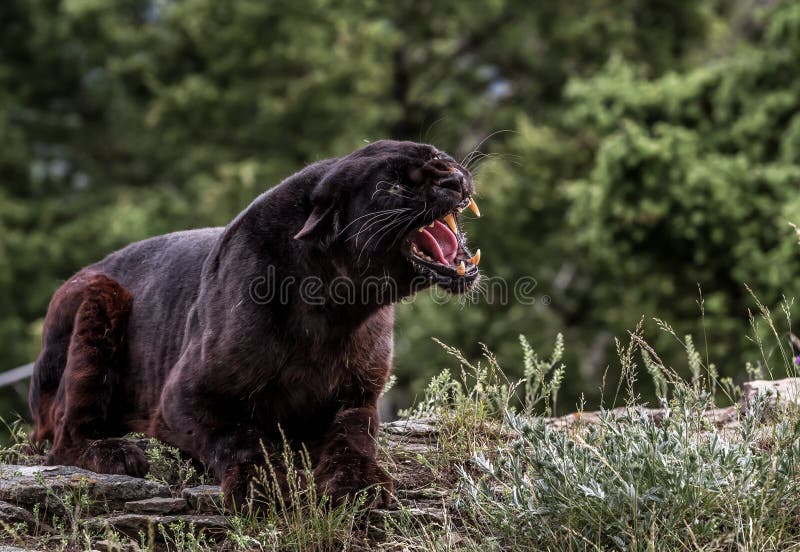 Snarling Black Leopard royalty free stock images Snarling Black Leopard royalty free stock images