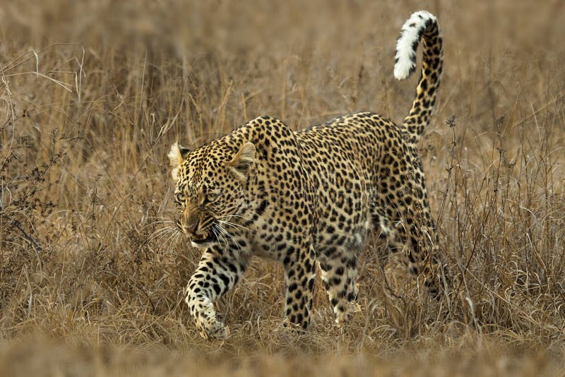 Leopard snarling as she walks past the vehicle. Leopard snarling as she walks past the vehicle.