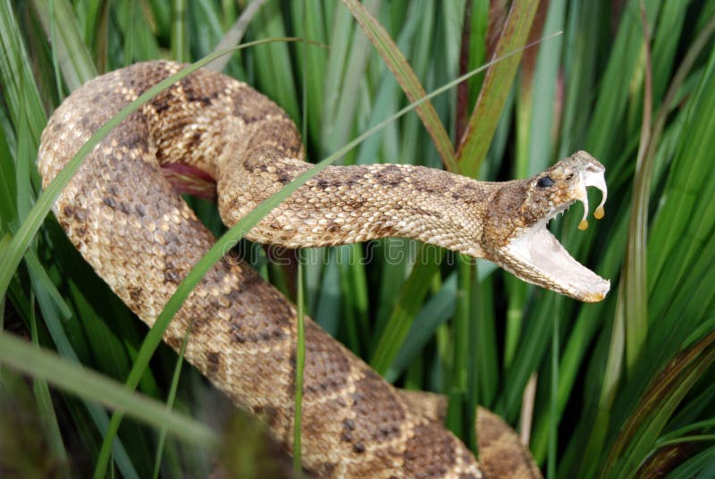 Serpente a sonagli pronto ad attaccare.