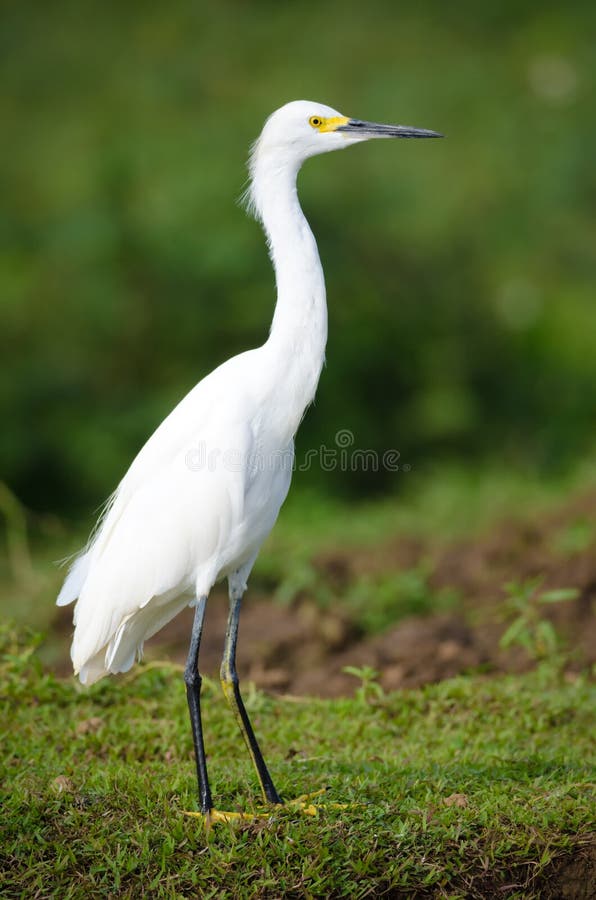 Sneeuw aigrette (thula Egretta) stock foto's Sneeuw aigrette (thula Egretta) stock foto's