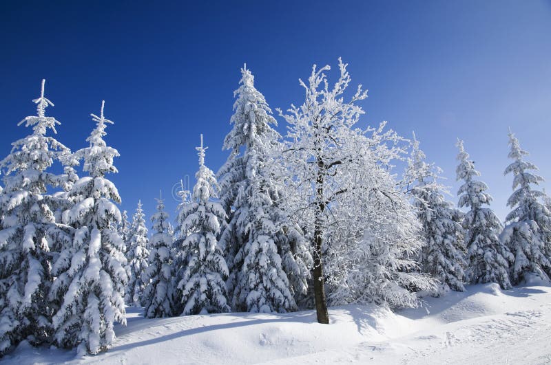 Sneeuw Behandelde Bomen royalty-vrije stock foto Sneeuw Behandelde Bomen royalty-vrije stock foto