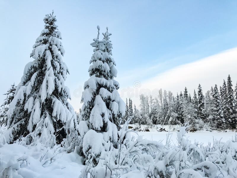 Sneeuw behandelde bomen in Alaska tijdens de winter royalty-vrije stock afbeelding Sneeuw behandelde bomen in Alaska tijdens de winter royalty-vrije stock afbeelding