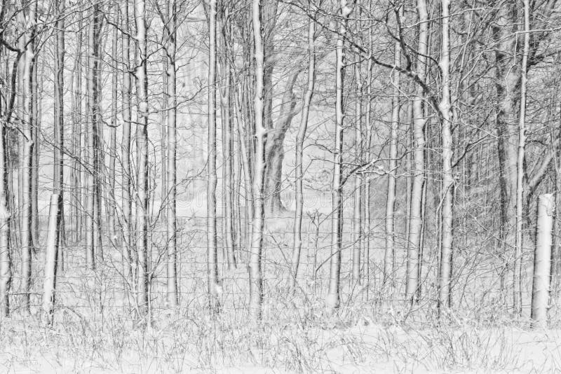 Sneeuw Behandelde Bomen met Omheining stock afbeelding Sneeuw Behandelde Bomen met Omheining stock afbeelding