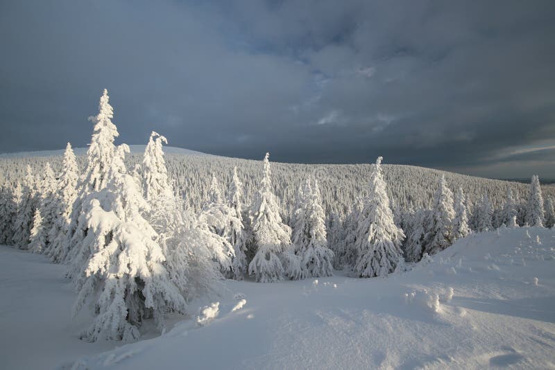 Sneeuw behandelde bomen op een achtergrond van donkere wolken royalty-vrije stock afbeelding Sneeuw behandelde bomen op een achtergrond van donkere wolken royalty-vrije stock afbeelding
