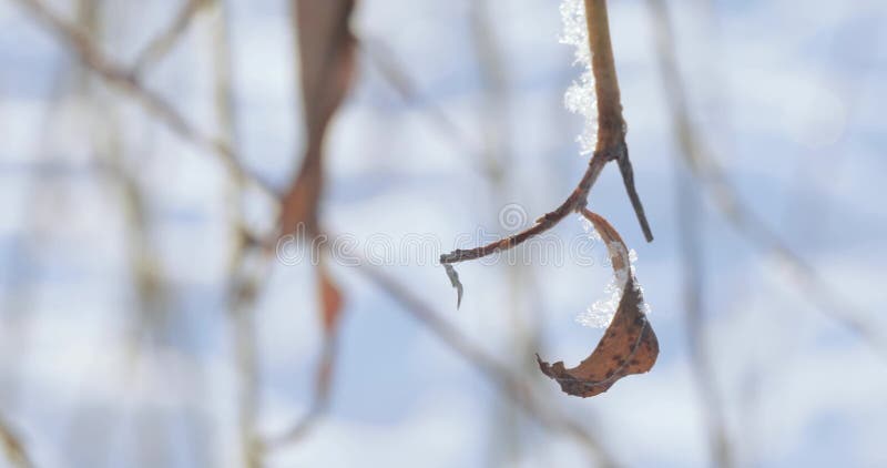 Sneeuw behandelde takken