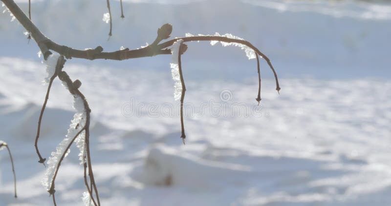 Sneeuw behandelde takken