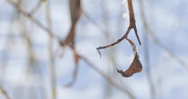 Sneeuw behandelde takken