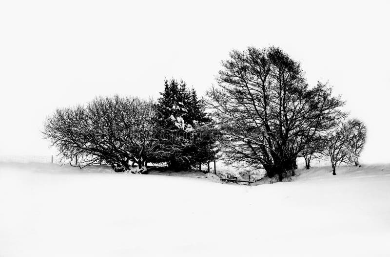 Sneeuw en Bomen royalty-vrije stock afbeelding Sneeuw en Bomen royalty-vrije stock afbeelding