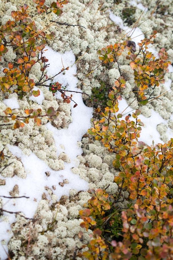 Sneeuw, mos en vossebessen De zomer in de Altai-bergen, Rusland stock foto's Sneeuw, mos en vossebessen De zomer in de Altai-bergen, Rusland stock foto's
