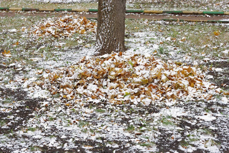 Sneeuw op de stapel van bladeren stock afbeelding Sneeuw op de stapel van bladeren stock afbeelding