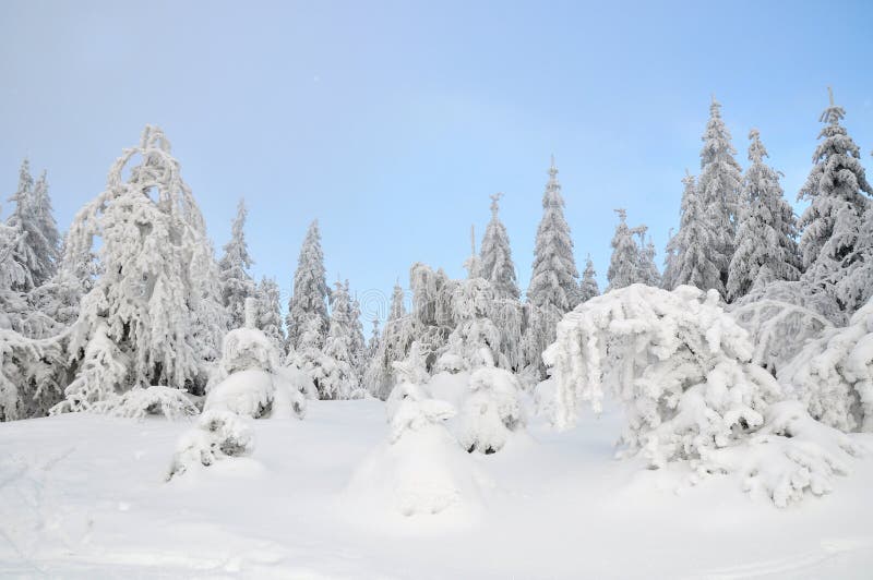 Sneeuwbedekte winterbomen in een bos royalty-vrije stock foto
