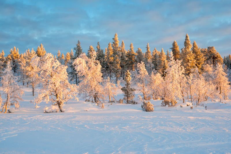 Sneeuwlandschap, bevroren bomen in de winter in Saariselka, Lapland Finland stock fotografie Sneeuwlandschap, bevroren bomen in de winter in Saariselka, Lapland Finland stock fotografie