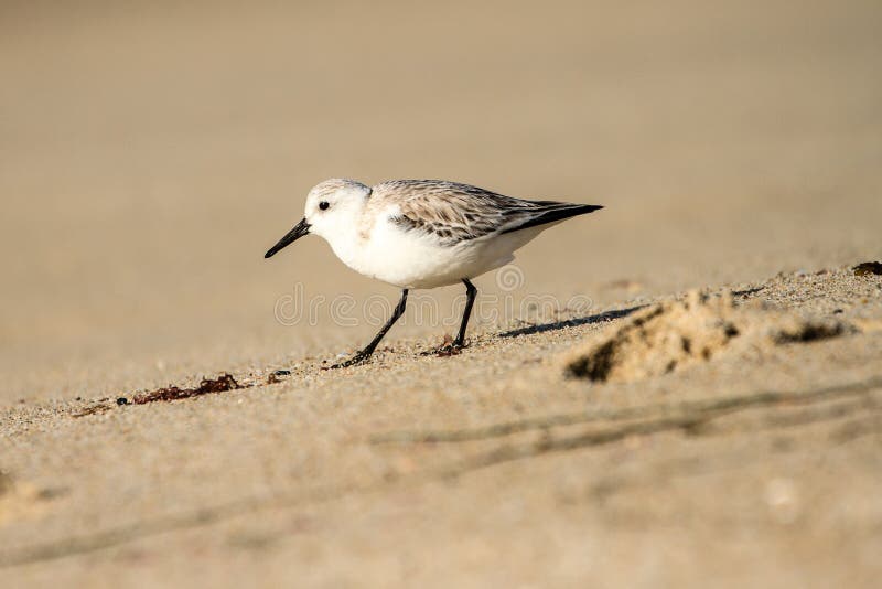 This image of a Snowy Plover was captured on the beach in Carlsbad, California. This image of a Snowy Plover was captured on the beach in Carlsbad, California.