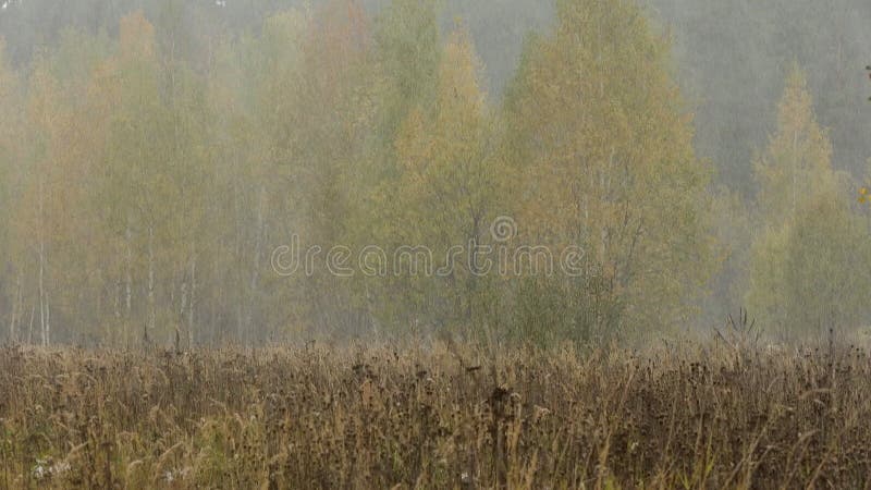 Sneeuwstorm in Autumn Forest