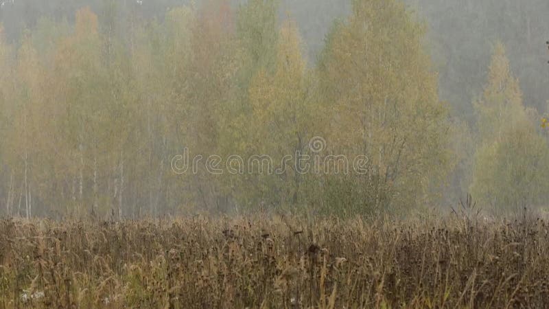 Sneeuwstorm in Autumn Forest