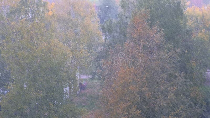 Sneeuwstorm in de herfst met dalende sneeuwwind op groene en gele achtergrond van bomen