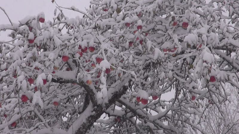 Sneeuwstorm met de vruchten van de sneeuwappel oogst op boom wordt behandeld die