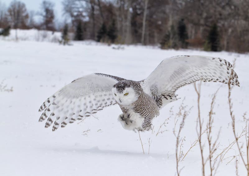 Snowy owl in flight, catching prey in open corn field. Winter in Minnesota. Snowy owl in flight, catching prey in open corn field. Winter in Minnesota.