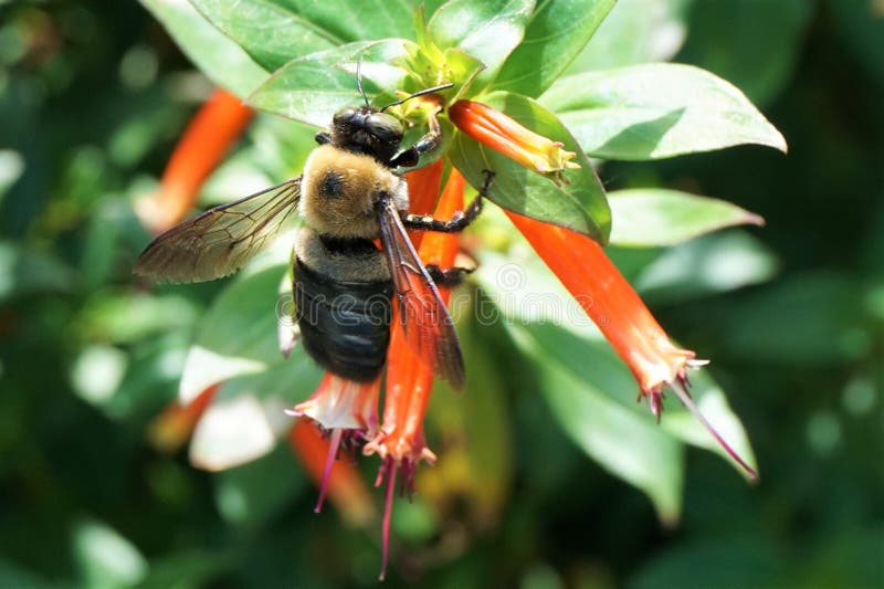 Snickare Bee på en orange blomma royaltyfria foton Snickare Bee på en orange blomma royaltyfria foton
