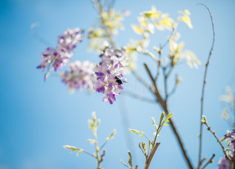 Snickarebi & x28; Xylocopa Valga& x29; pollinera lilor och lavendelWis arkivfoto Snickarebi & x28; Xylocopa Valga& x29; pollinera lilor och lavendelWis arkivfoto