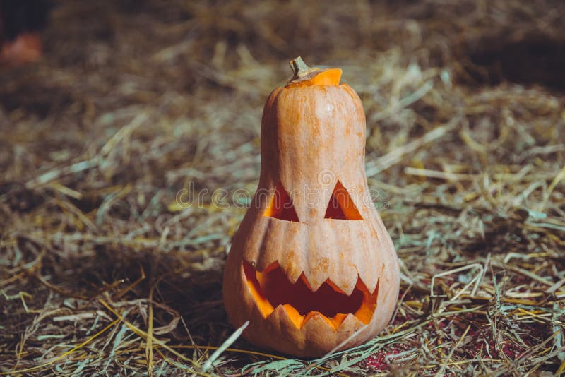 sniden halloween pumpa Allhelgonaaftonpumpa som grinar i det mest onda modeet Spöklik lykta för allhelgonaaftonstålarnolla Pumpa arkivbilder sniden halloween pumpa Allhelgonaaftonpumpa som grinar i det mest onda modeet Spöklik lykta för allhelgonaaftonstålarnolla Pumpa arkivbilder